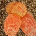 Scopula floslactata- Piadica marinková 14 20-15-45v