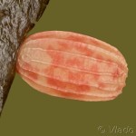 Scopula floslactata- Piadica marinková 22-15-52v