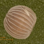 Thalpophila matura - Sivkavec travinový 13-08-51v