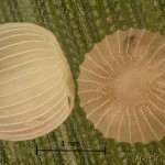 Thalpophila matura - Sivkavec travinový 13-41-34v