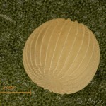 Thalpophila matura - Sivkavec travinový 14-54-03v