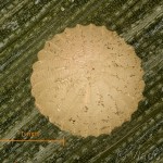 Thalpophila matura - Sivkavec travinový 17-18-29v