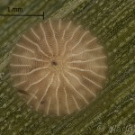 Thalpophila matura - Sivkavec travinový 18-27-53v