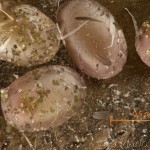 Theria rupicapraria - Listnatka februárová 10-31-39vs