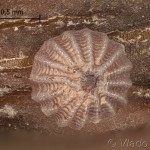 Tiliacea aurago - Mora zlatožltá 13-27-57vs