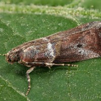 Acrobasis consociella - Vijačka augustová 18-33-06