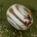 Gastropacha quercifolia - Priadkovec ovocný 26 22-47-11vs