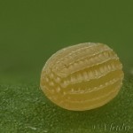 Idaea filicata - Piadica veroniková 16-50-20v