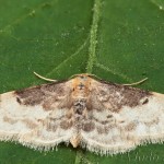 Idaea filicata - Piadica veroniková 18-37-26