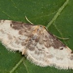 Idaea filicata - Piadica veroniková 18-41-08