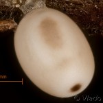 Macrothylacia rubi - Priadkovec černicový 10-06-22v