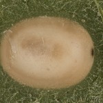 Macrothylacia rubi - Priadkovec černicový 10-26-53v
