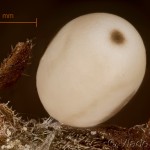 Macrothylacia rubi - Priadkovec černicový 11-03-42v