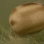 Macrothylacia rubi - Priadkovec černicový 23-00-42v