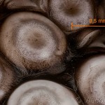 Malacosoma neustria - Priadkovec obrúčkatý 11-44-04vs