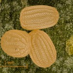 Agriphila tristella - Trávovec trávový 11-52-54v