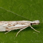 Catoptria verellus - Trávovec kôrový 00-09-29