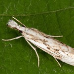 Catoptria verellus - Trávovec kôrový 00-09-58