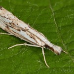 Catoptria verellus - Trávovec kôrový 00-10-26