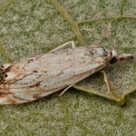 Catoptria verellus - Trávovec kôrový 19-14-30