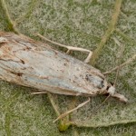 Catoptria verellus - Trávovec kôrový 19-16-05