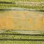Calamotropha paludella - Trávovec pálkový 12-31-51vs