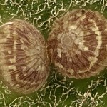 Catocala nupta - Stužkavec jeľšový 10-22-46v