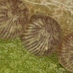 Colobochyla salicalis - Pamora vŕbová 14-29-46v