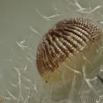 Colobochyla salicalis - Pamora vŕbová 22-15-34v