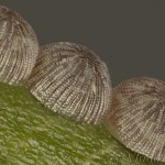 Colobochyla salicalis - Pamora vŕbová 22-50-00v