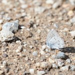 Cupido decoloratus, C. alcetas - Modráčik lucernový, M. ranostajový 19-55-22