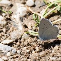 Cupido decoloratus, C. alcetas - Modráčik lucernový, M. ranostajový IMG_1808