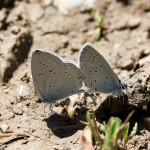 Cupido decoloratus, C. alcetas - Modráčik lucernový, M. ranostajový IMG_1814