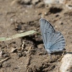 Cupido decoloratus, C. alcetas - Modráčik lucernový, M. ranostajový IMG_2931