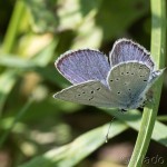 Cupido decoloratus, C. alcetas - Modráčik lucernový, M. ranostajový IMG_2933