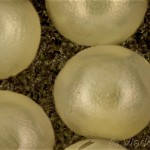 Cybosia mesomella - Lišajníkovec belavý 14-47-16v