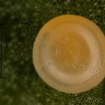 Euproctis chrysorrhoea - Mníška zlatoritka 13-54-52vs