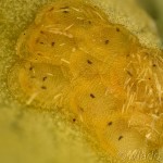 Evergestis pallidata - Vijačka žerušnicová 18-37-27v