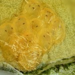 Evergestis pallidata - Vijačka žerušnicová 18-52-49v