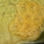 Evergestis pallidata - Vijačka žerušnicová 19-46-17v