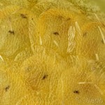 Evergestis pallidata (výrez 1,8x1,2 mm) 19-46-17v