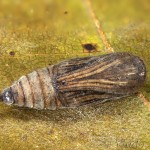 Idaea pallidata - Piadica bledožltá 14-47-05