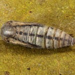 Idaea pallidata - Piadica bledožltá 14-51-26