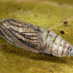 Idaea pallidata - Piadica bledožltá 14-53-30