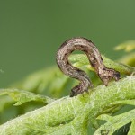 Idaea pallidata - Piadica bledožltá 17-20-41