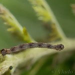 Idaea pallidata - Piadica bledožltá 17-23-23