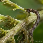 Idaea pallidata - Piadica bledožltá 17-23-54