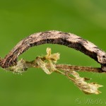Idaea pallidata- Piadica bledožltá 18-11-18