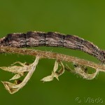 Idaea pallidata- Piadica bledožltá 18-13-50