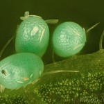 Idaea pallidata - Piadica bledožltá 18-33-52v